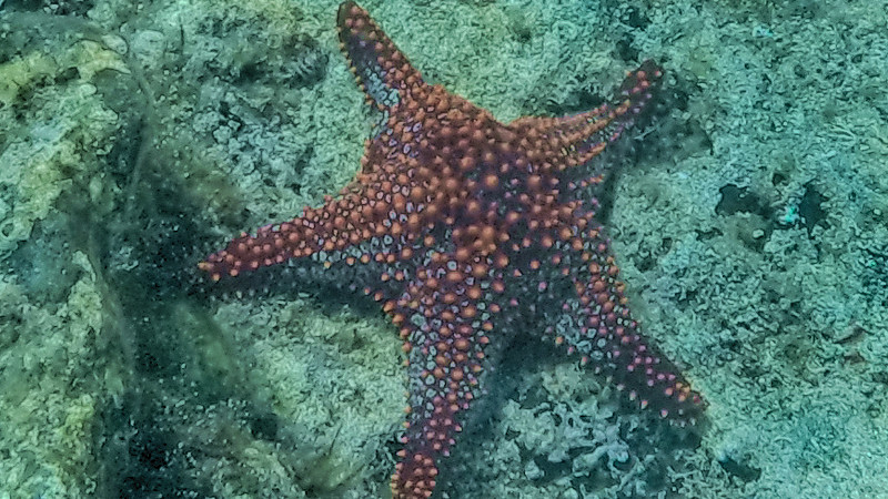 A Panamic Cushion Sea Star sits of the floor of the Sea of Cortez.