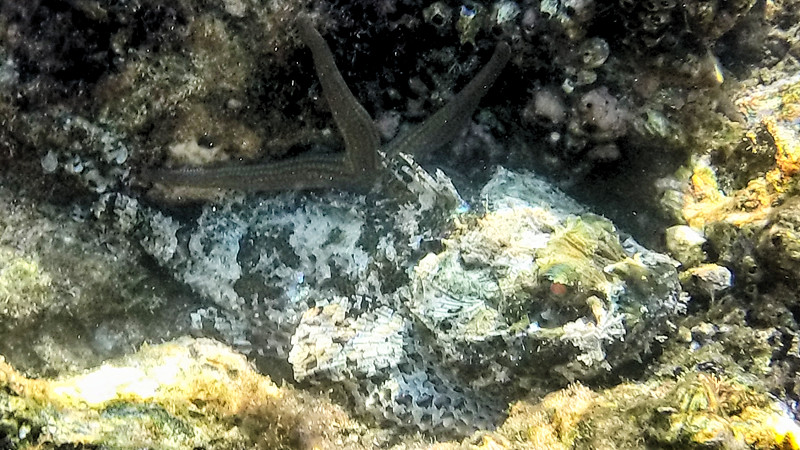 A Bradley Sea Star hiding behind a Stone Scorpionfish.