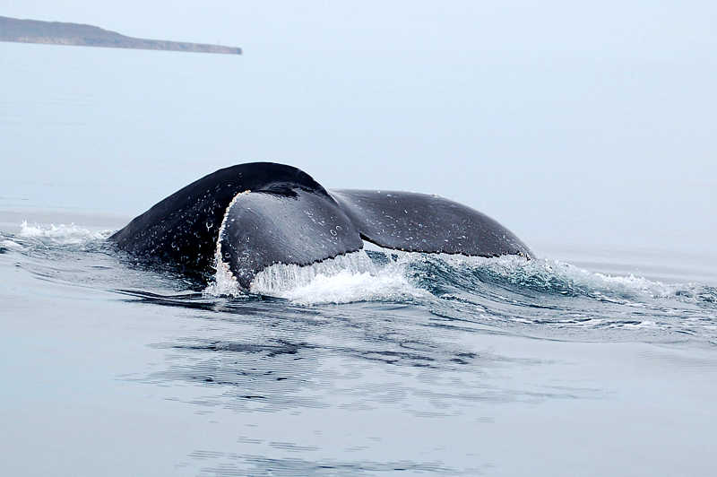 Loreto whale tail