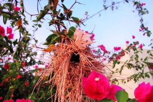 A bird's nest hanging alongside one of the sidewalks in Loreto Bay.