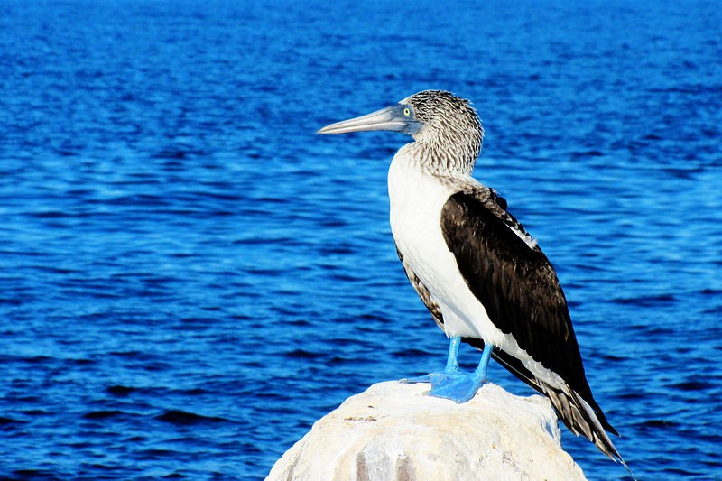 Blue footed booby in Loreto