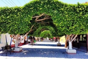 Fig trees form an archway over a cobblestone street in town.