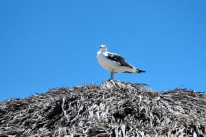 Seagull on a Loreto beach palapa