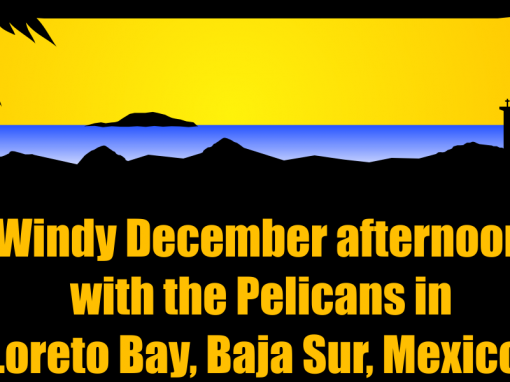 Windy December afternoon with the Pelicans in Loreto Bay, Baja Sur, Mexico!