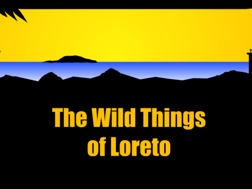 The Wild Things of Loreto