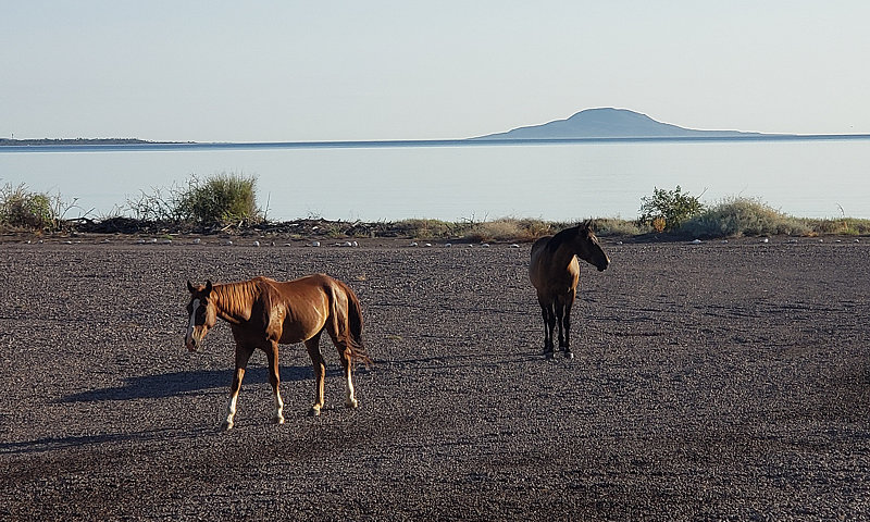 Horses on Loreto Bay Lot C