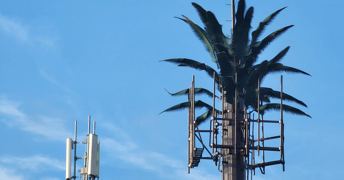 New Palm Tree Cell Tower Erected in Loreto Bay