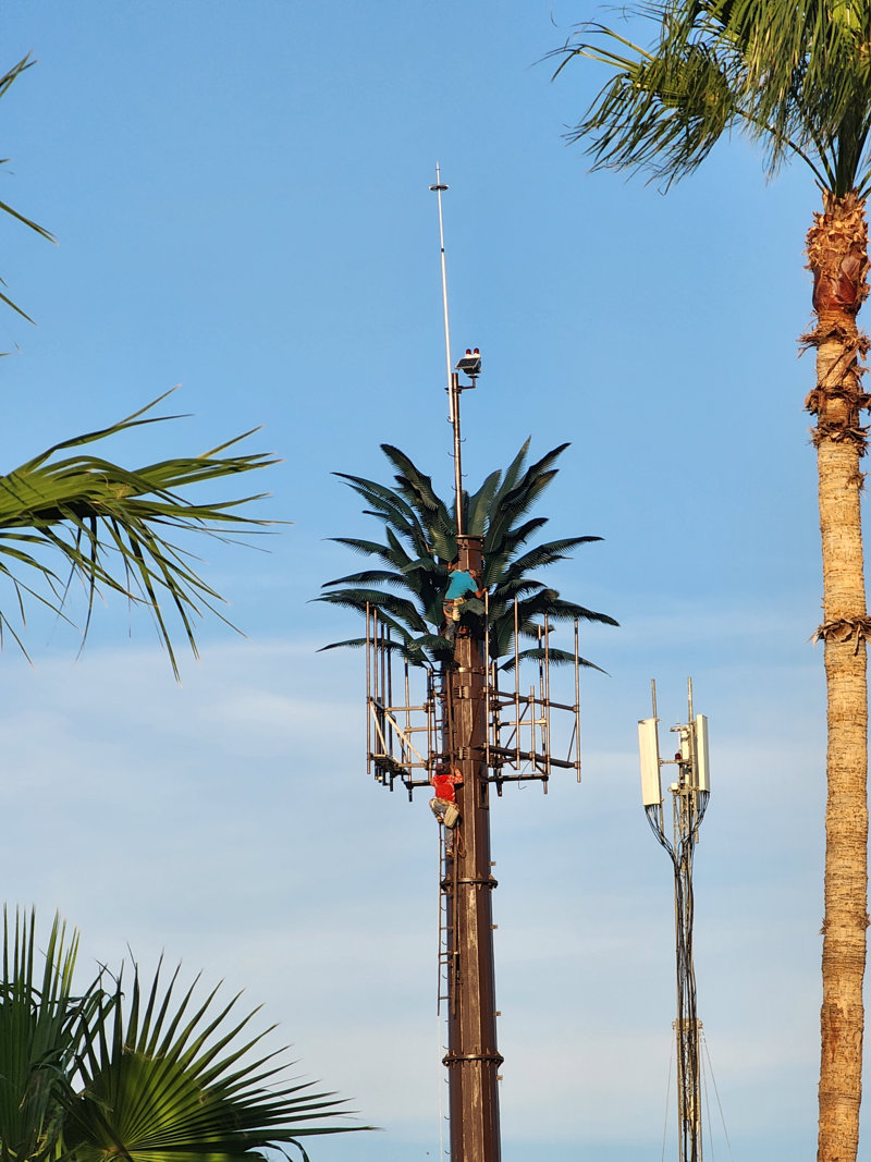 Palm Tree Cell Tower With Workers