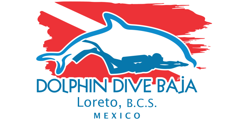Dolphin Dive Baja