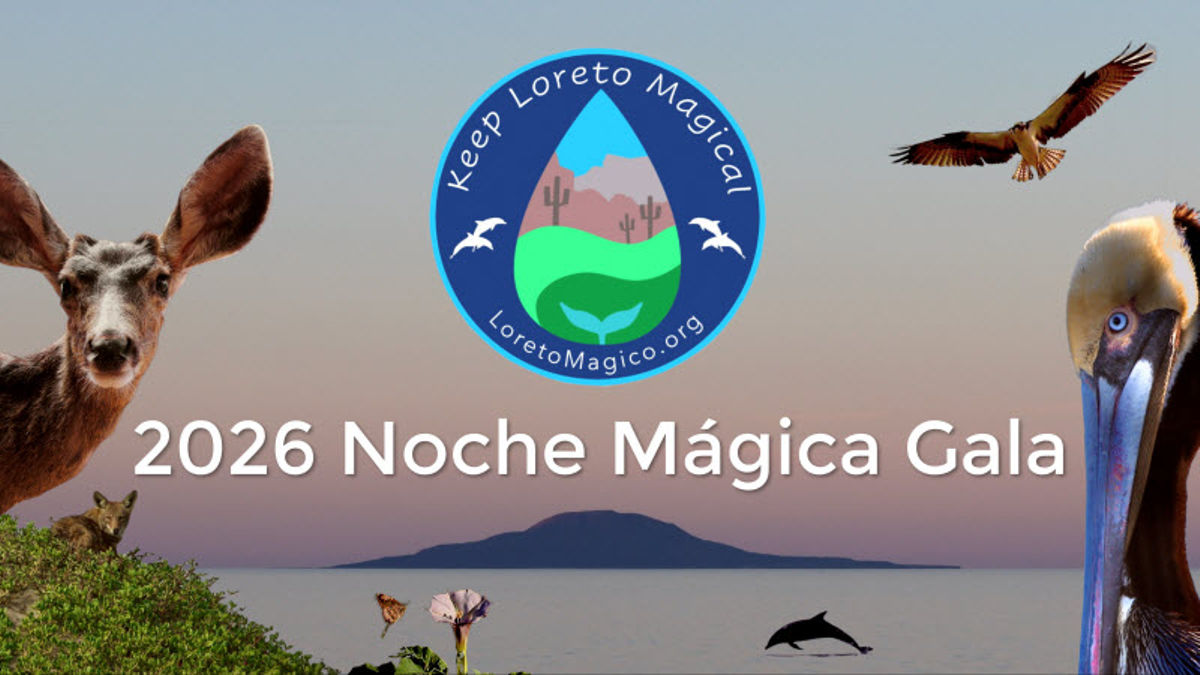 2026 Noche Mágica Gala